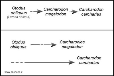 Filogenesi Otodus obliquus